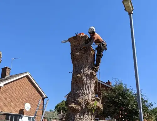 Web Design For Chapman & Marriott Tree Specialists Ltd